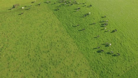 Cows-in-the-countryside