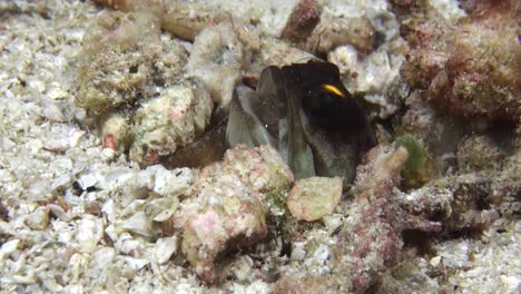 yellowbarred jawfish in burrow, head peeps out , carries eggs in mouth, medium close-up shot