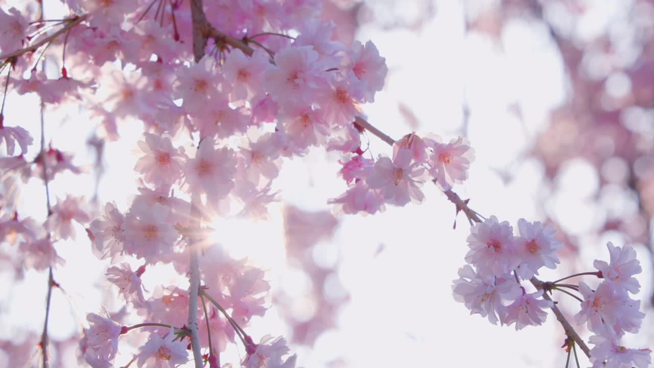 las flores de cerezo en pleno florecimiento con un hermoso rosa