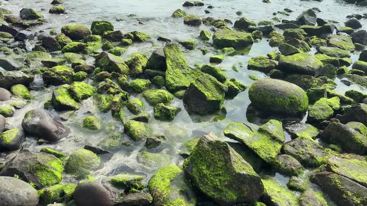 Rocce muschiose su una costa rocciosa con la bassa marea.