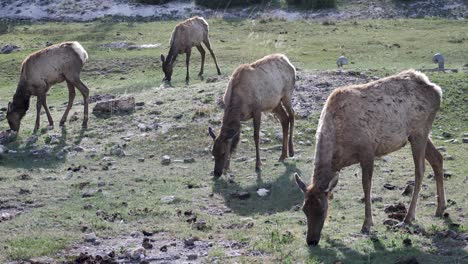 Manada-De-Alces-Pastando-En-Yellowstone