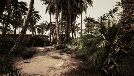 sandy-dunes-and-palm-trees-in-desert-Sahara