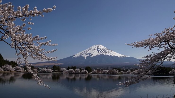 Fotogramma video panoramico del Monte Fuji con fiori di ciliegio in primo piano