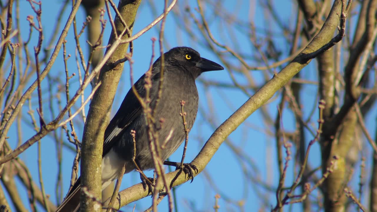 Sortbuget currawong siddende på en trægren ved solnedgang Australien, Victoria, Gippsland, Maffra