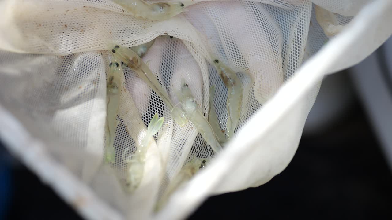 Shrimps in fishing net, close up