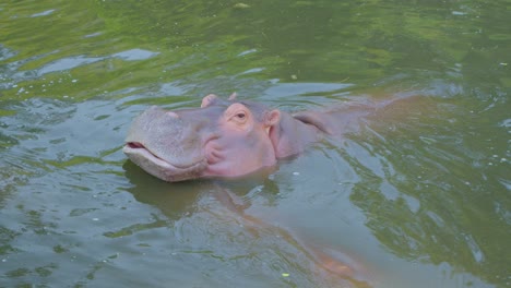hippopotamus swimming in water