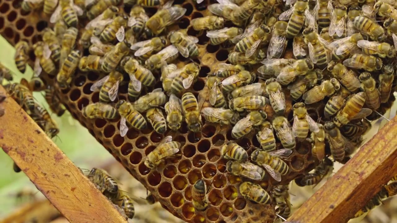 Detailed macro view of honey bee colony working on honeycomb, filling cells with honey or nectar