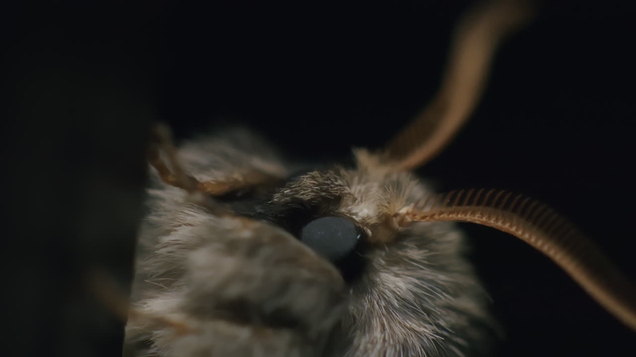 밀러 나방의 머리: 안테나와 함께 극심한 클로즈업 매크로