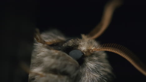 cabeza de polilla de molino macro de primer plano extremo con antenas