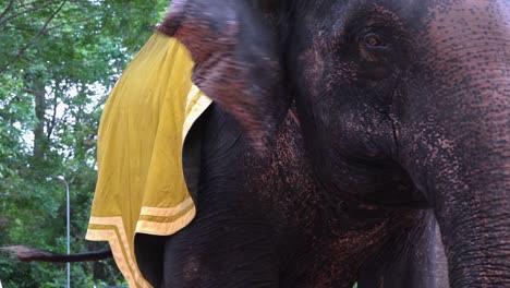 Close-Shot-of-the-Elephant