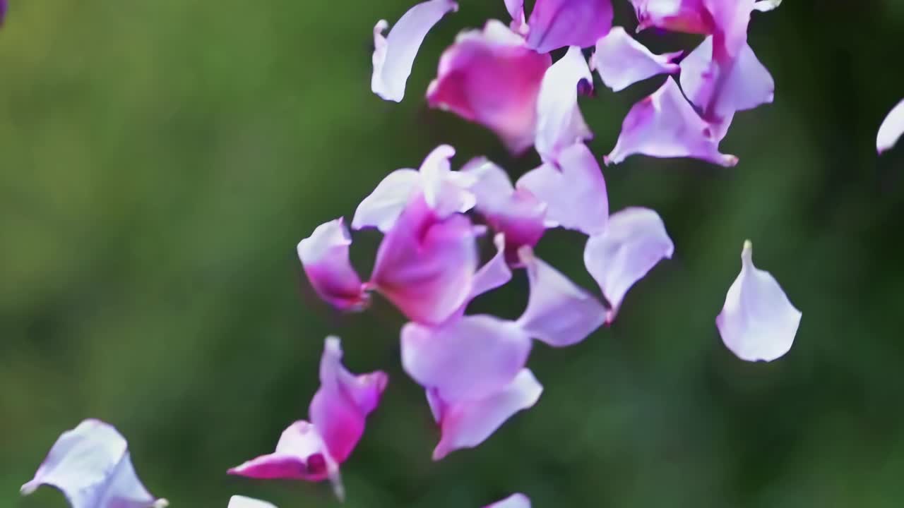 Close-up video of pink petals floating mid-air against a blurred green background