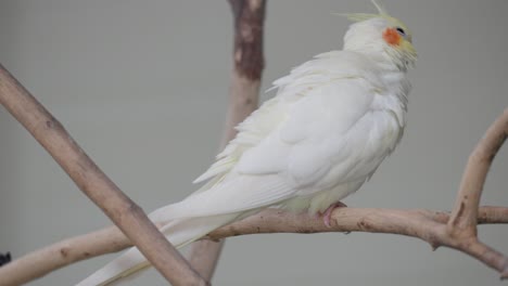 cute cockatiel bird perched in a branch in a zoo - close up shot