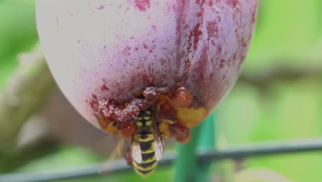 wasp feeding on a opal plum hanging on the tree