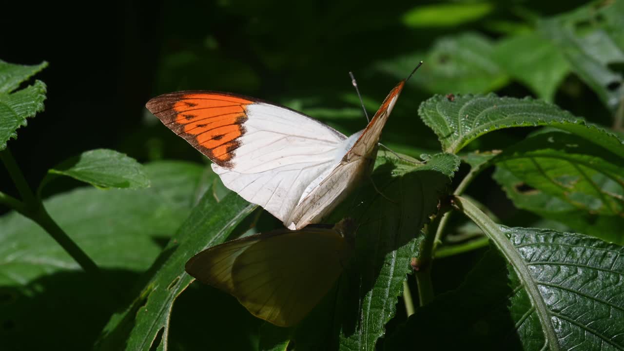 Farfalla Great Orange Tip, Hebomoia glaucippe, Parco Nazionale di Kaeng Krachan, Patrimonio Mondiale UNESCO, Thailandia.