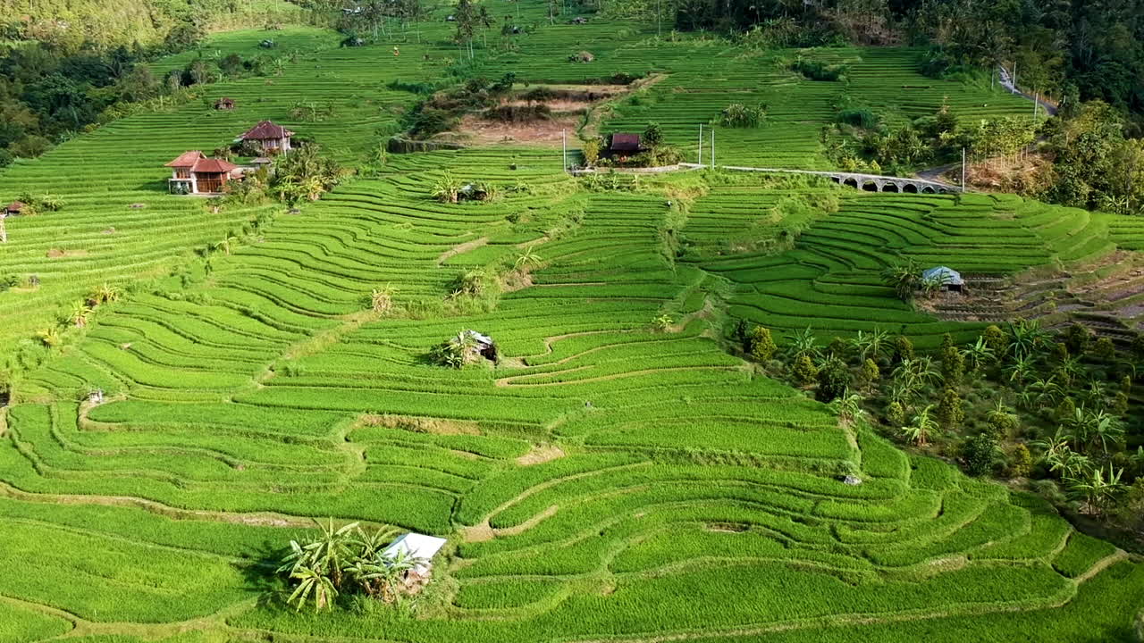 video cinematográfico de drones de terraza de arroz en asia indonesia con color verde y maravillosa luz solar