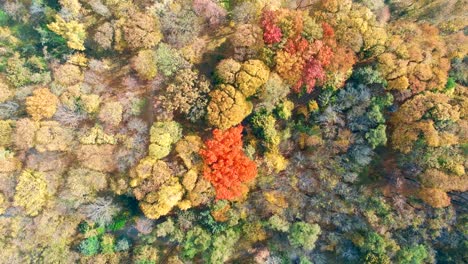 vista aérea del bosque de otoño. árboles de otoño multicolores en el parque de la ciudad. hermoso follaje de temporada colorido. autumnal alboroto vibrante de colores brillantes. vista de rotación desde arriba.