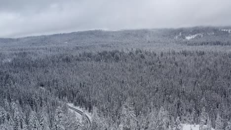 aerial of a dense forest covered in snow