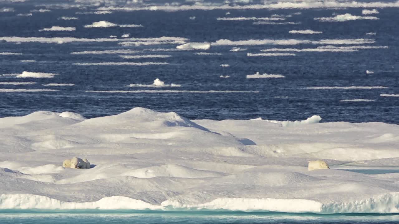 캐나다 누나 부트 준주 배핀 섬 근처의 더위 속에서 바다 얼음에서 자고있는 북극곰 암퇘지와 클럽
