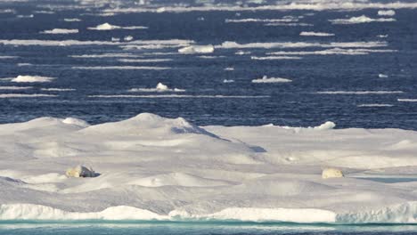 Sembrar-Oso-Polar-Y-Clubes-Durmiendo-En-El-Hielo-Marino-En-El-Calor-Cerca-De-La-Isla-De-Baffin-En-Nunavut,-Canadá