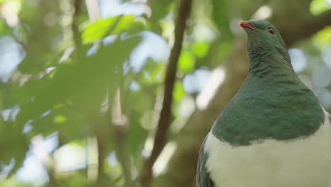 Cerca-Del-Pájaro-Kereru-Posado-En-La-Rama-De-Un-árbol