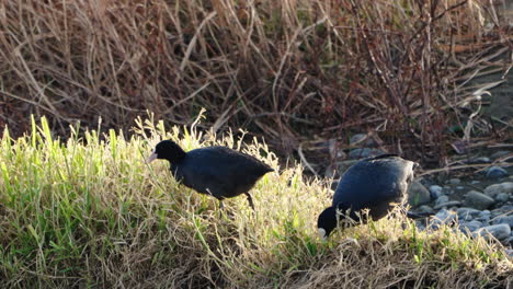 pair of eurasian coots eating grass by the futako-tamagawa river in tokyo, japan - close up, static shot