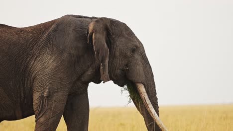 elephant eating grass using trunk to feed alone in peaceful masai mara north conservancy landscape african wildlife in maasai mara national reserve, kenya, africa safari animals