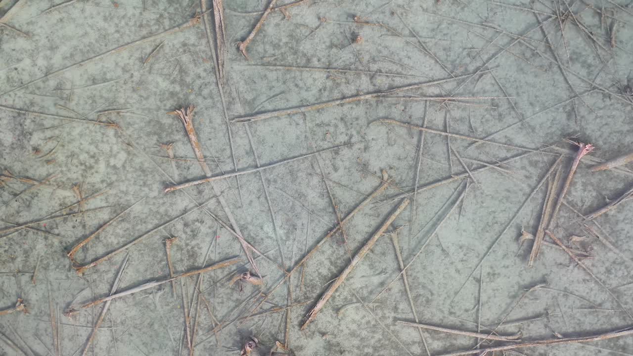 troncos en el lago en elk rapids michigan