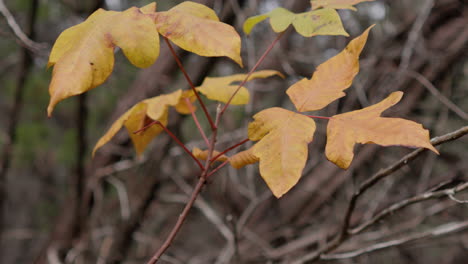 Herbstfarbene-Blätter-Auf-Einem-Ast-Werden-Braun