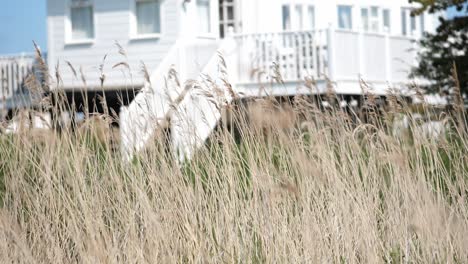 swaying wheat plants outside a house