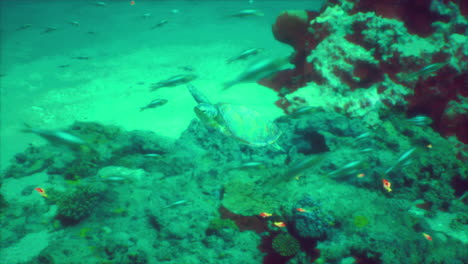 sea turtle swimming through a coral reef