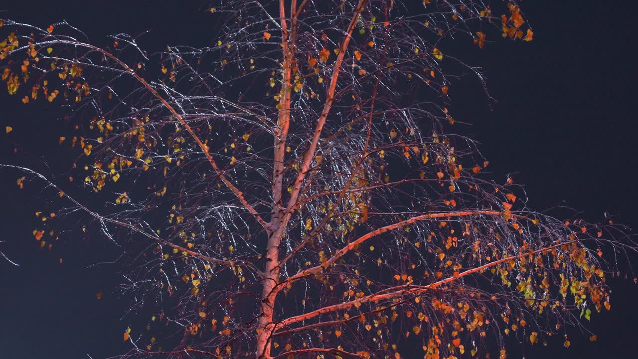 ramas de árboles desnudas brillando en luz dorada con hojas de otoño, capturadas en una escena nocturna tranquila, la luz suave resalta las ramas delicadas