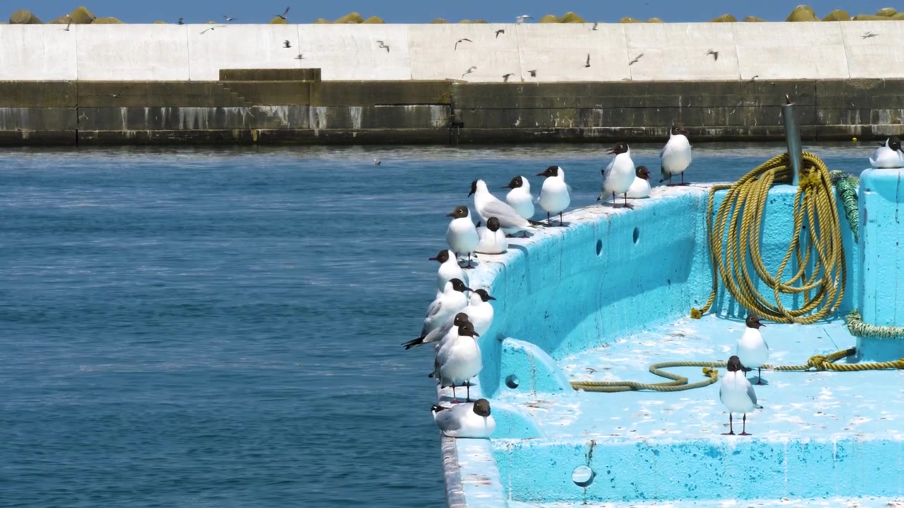 Hettemåker som sitter på en lyseblå fiskebåt i havn