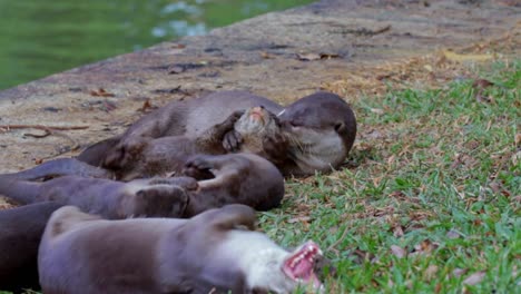 adult smooth coated otter grooming otter pups