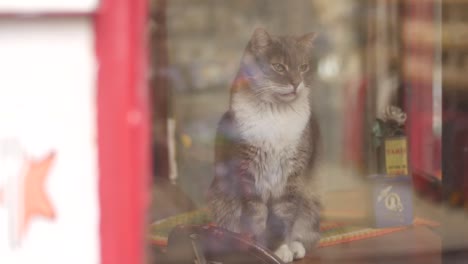 cat in a shop window