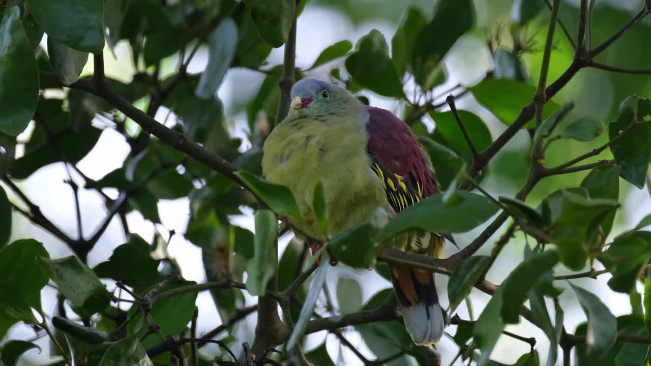 왼쪽 을 바라보며 머리 를 움직여 주위를 둘러보며 나 ⁇ 가지 의 두꺼운 부분 에 깊이 들어 있는 녹색 비둘기 트레론 커비로스트라, 태국