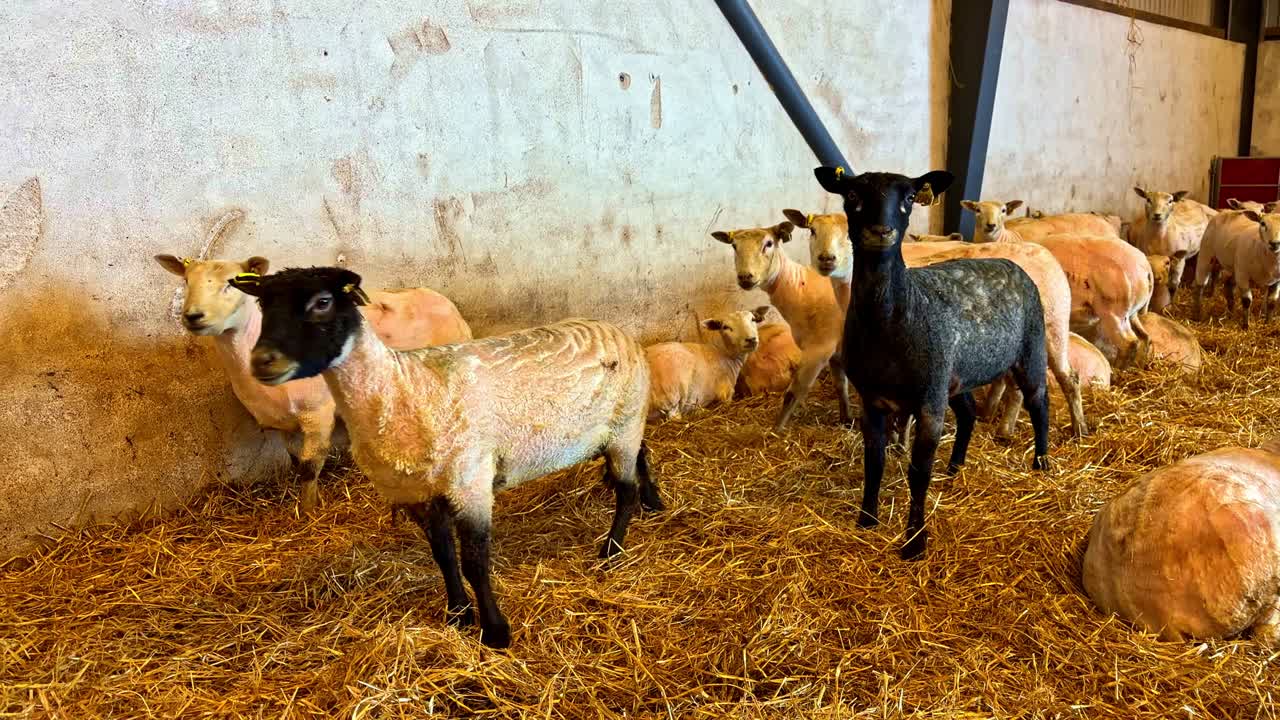 Pecore al rallentatore all'interno di una stalla, agnelli e pecore, dettagli di animali nell'allevamento rurale in luce naturale.