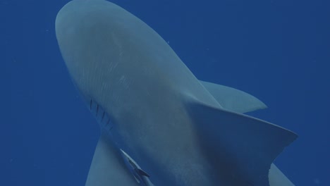 Tiburón-Toro-De-Cerca-Con-Pez-Remora-Nadando-En-El-Océano-Azul-Profundo