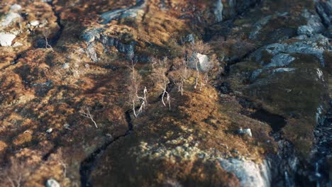 the mountainside is covered with moss, lichen, and withered grass