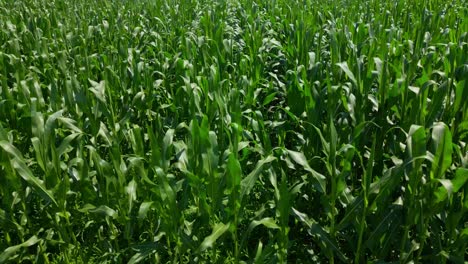 Aerial-shot-of-a-corn-field