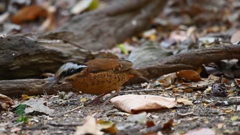 eared pitta, hydrornis phayrei, thailand