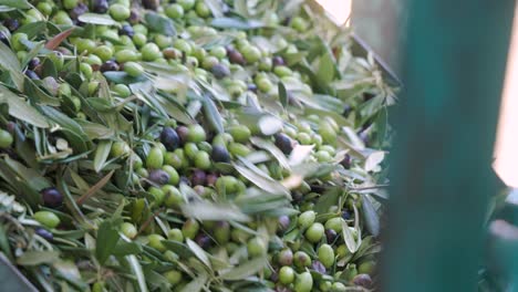 una cinta transportadora que transporta aceitunas recién cosechadas que se están filtrando y organizando para separar ramas e impurezas durante la temporada de cosecha en una instalación en abruzzo, italia