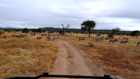 Safari-drive-in-african-savannah-between-herd-of-wild-zebras-during-dry-season-on-dirty-road