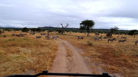 safari en la sabana africana entre manadas de cebras salvajes durante la estación seca en caminos sucios