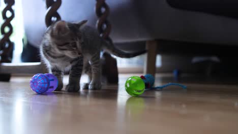 kitten chooses mouse toy to play with at six weeks old