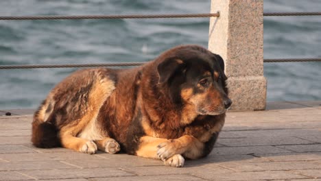 perro abandonado junto al río