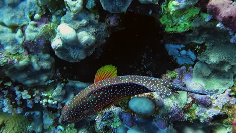 close up of a coral grouper swimming along the coral near sea goldies