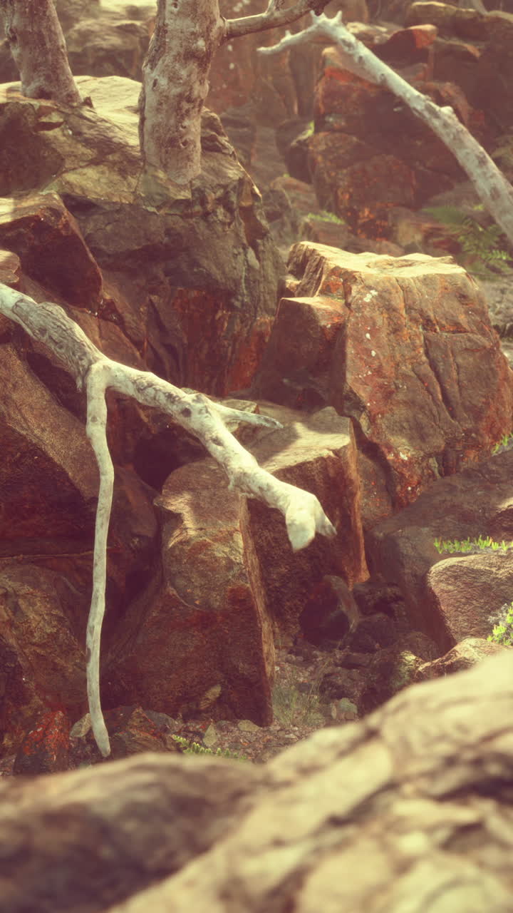 Primo piano di rocce in una foresta