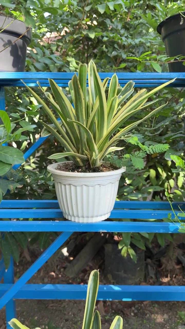 Pianta d'appartamento variegata in vaso bianco su scaffale metallico blu.