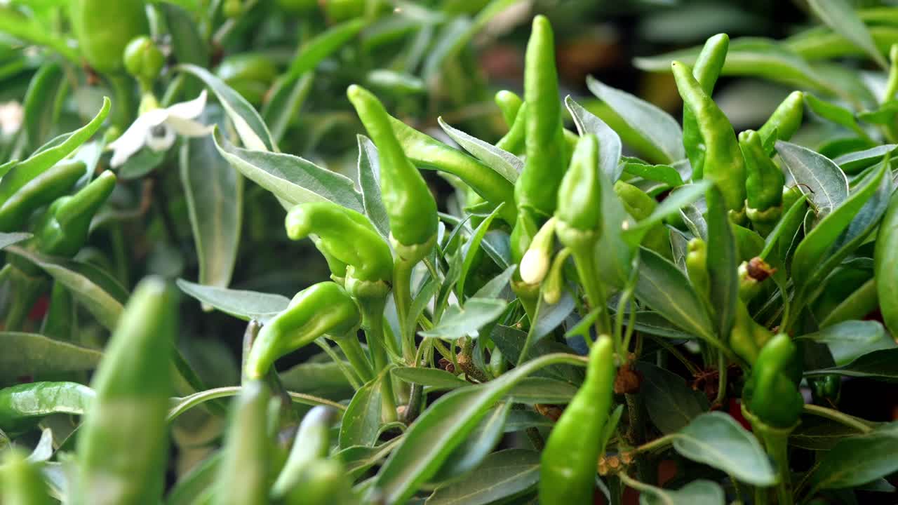 pimientos de chile verdes que crecen en una planta