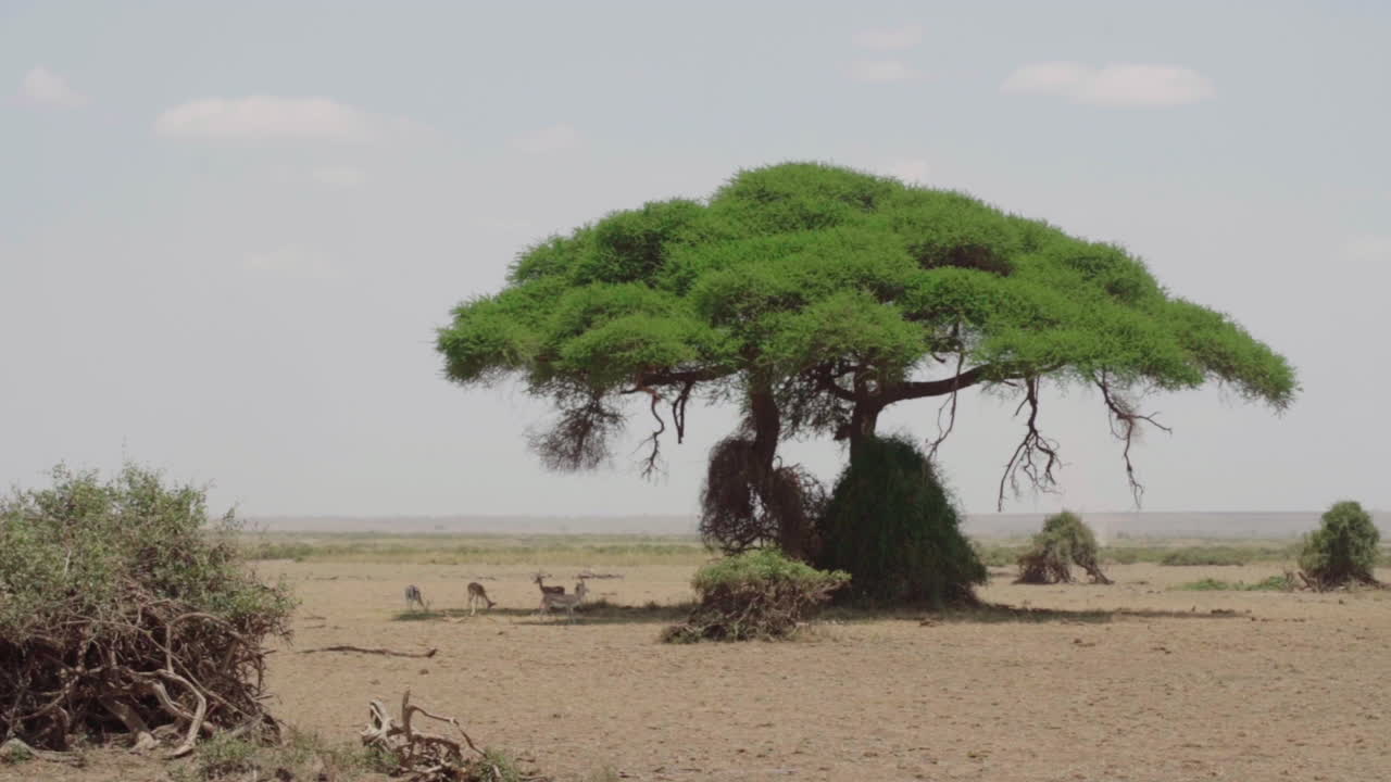 African Savanna Landscape with Acacia Tree and Antelope